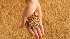 С 29 марта в Беларуси введено лицензирование экспорта зерновых