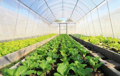 Субсидии из бюджета за реализованную сельхозпродукцию: бухучет и налогообложение Субсидии из бюджета за реализованную сельхозпродукцию: бухучет и налогообложение