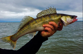 За вылов этой рыбы – штраф до 30 «базовых»: что важно знать рыбакам 