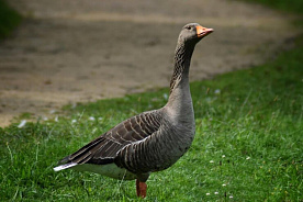 С 19 сентября в Беларуси разрешена охота на гусей и канадскую казарку