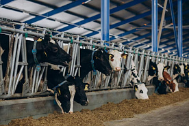 Производство сельхозпродукции за пять месяцев выросло на 4,3%