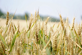 ЕС корректирует объем производства продуктов питания