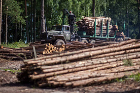 Лесное хозяйство борется за восстановление