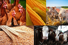 Регулирование цен на продукцию, предназначенную для переработки: даны официальные разъяснения