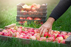 Заготовка плодоовощной и дикорастущей продукции у населения: цены, объемы и новые правила