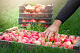 Заготовка плодоовощной и дикорастущей продукции у населения: цены, объемы и новые правила