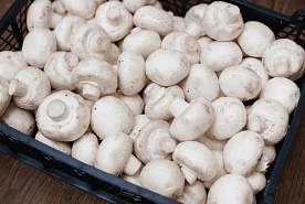 Беларусь возглавила пятерку  крупнейших импортеров российских шампиньонов