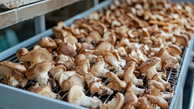 Кто и как платит сбор с заготовителей