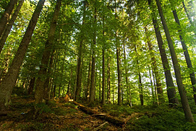 Запреты и ограничения на посещение лесов сохраняются только в Гомельской области