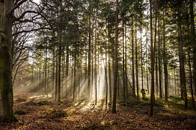 Первые в этом году ограничения на посещение лесов введены в Беларуси