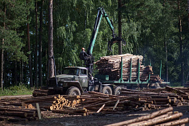 Деревообработка в Беларуси: новые проекты и экспортный потенциал