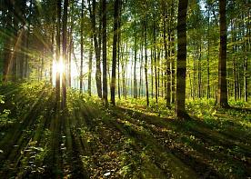 Запреты и ограничения на посещение лесов введены в 70 районах Беларуси