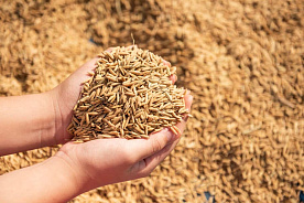 Лицензирование экспорта зерновых культур из Беларуси будет продлено