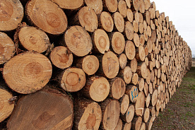 Экспорт лесоматериалов: применение навигационных пломб возможно до 1 июля 2024 года