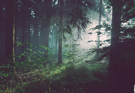 Что угрожает белорусскому лесу