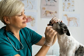 Размер надбавки ветеринарным работникам за специфику труда увеличен в 7 раз