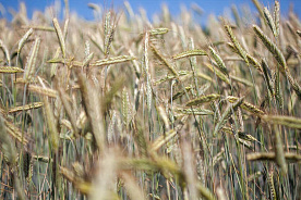 Беларусь ждет снижение урожая: итоги селекторного совещания