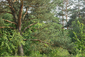 Запреты и ограничения на посещение лесов введены в 14 районах Беларуси