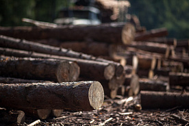 Транзит белорусских лесоматериалов через Россию: новое решение проблемы