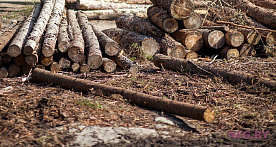 Применение УСН при осуществлении лесозаготовок, обработки древесины, геодезической и картографической деятельности