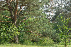 Запреты и ограничения на посещение лесов введены в 82 районах Беларуси