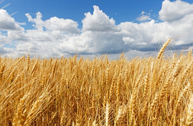 Зерна собрано немало, но его импорт остается актуальным