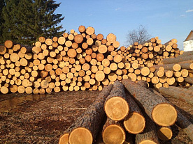 Беларусь вновь вводит лицензирование экспорта леса-кругляка