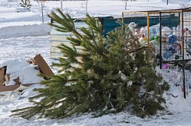 Как правильно утилизировать новогодние деревья после праздников