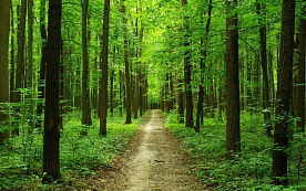 Запреты и ограничения на посещение лесов введены в 23 районах Беларуси