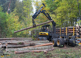 Идите лесом: — что мешает деревообработке Беларуси