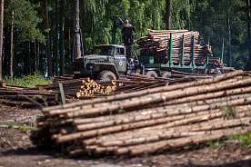 День работников леса в цифрах