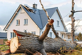 В какие сроки в Беларуси устранят последствия июльского урагана