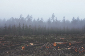 Лес вырублен в соответствии с разрешительными документами