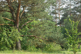 Запреты и ограничения на посещение лесов введены в 15 районах Беларуси