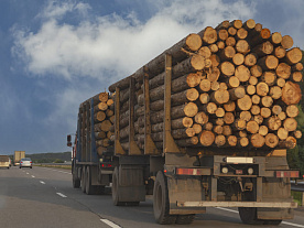 Вывоз белорусской древесины через РФ автотранспортом станет возможен с марта 2023 года