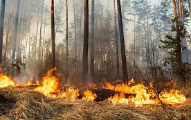 Крупный пожар в Белыничском лесхозе тушили лесники из двух областей