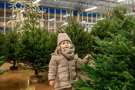 Сколько стоят живые новогодние елки в Минске и регионах