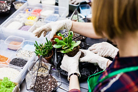 Нужно ли платить налог и регистрироваться ИП при продаже рассады из личного подсобного хозяйства