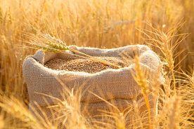Белорусские сельхозпредприятия вдвое нарастили закупки зерна на биржевых торгах