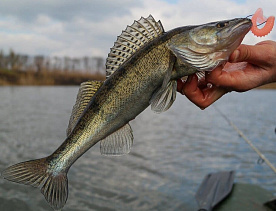 Опять запрет: какую рыбу нельзя ловить в Беларуси