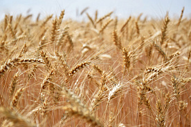 ООН: запасов зерна в мире остается на 2,5 месяца