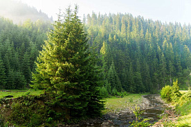 В Беларуси запрещено посещать леса во всех районах, кроме Браславского