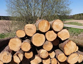 Лес рубят – щепки летят. — В чем угроза роста мировых цен на древесину