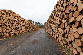 Покупка деловой древесины вне биржи: усилена ответственность граждан и юрлиц