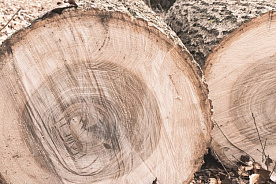 Утверждены новые Правила реализации древесины