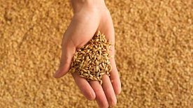 С 29 марта в Беларуси введено лицензирование экспорта зерновых