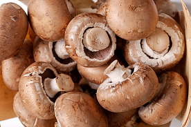 Польша является лидером по выращиванию грибов